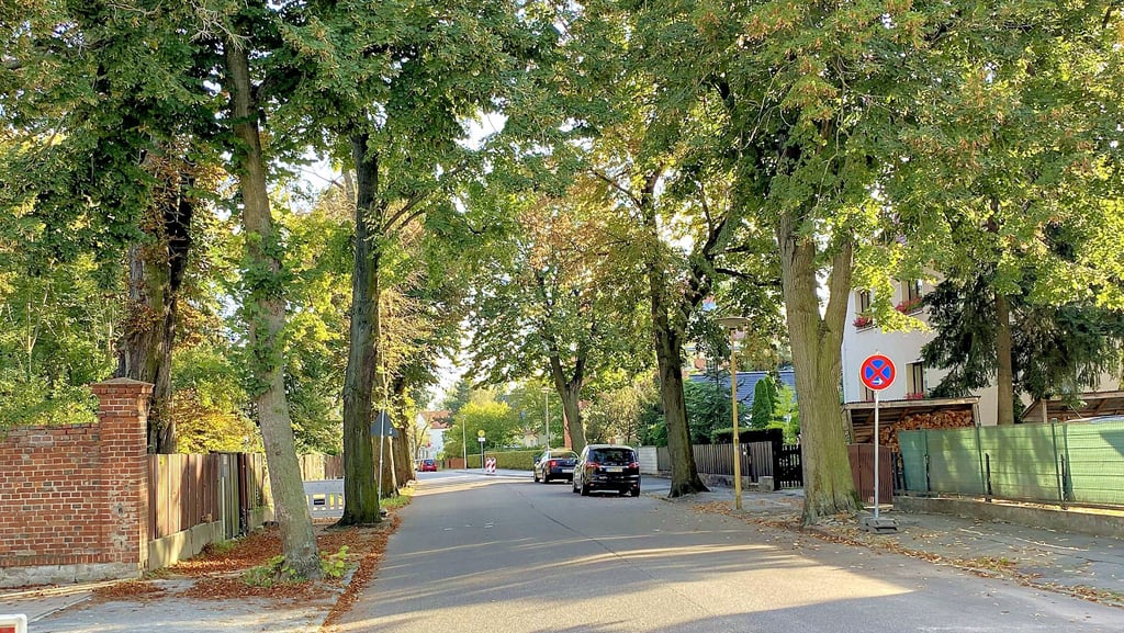 So sieht die Lindenstraße zurzeit in Bad Salzelmen. Bald könnte es rechts und links der Straße deutlich kahler werden: 20 alte Bäume sollen gefällt werden.
