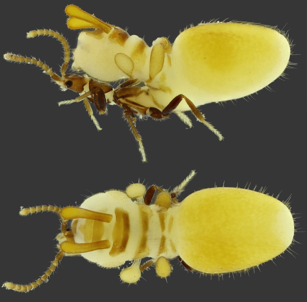 Die bisher unbekannte Art aus der Familie der Kurzflügelkäfer wurde auf den Namen Austrospirachtha carrijoi getauft.