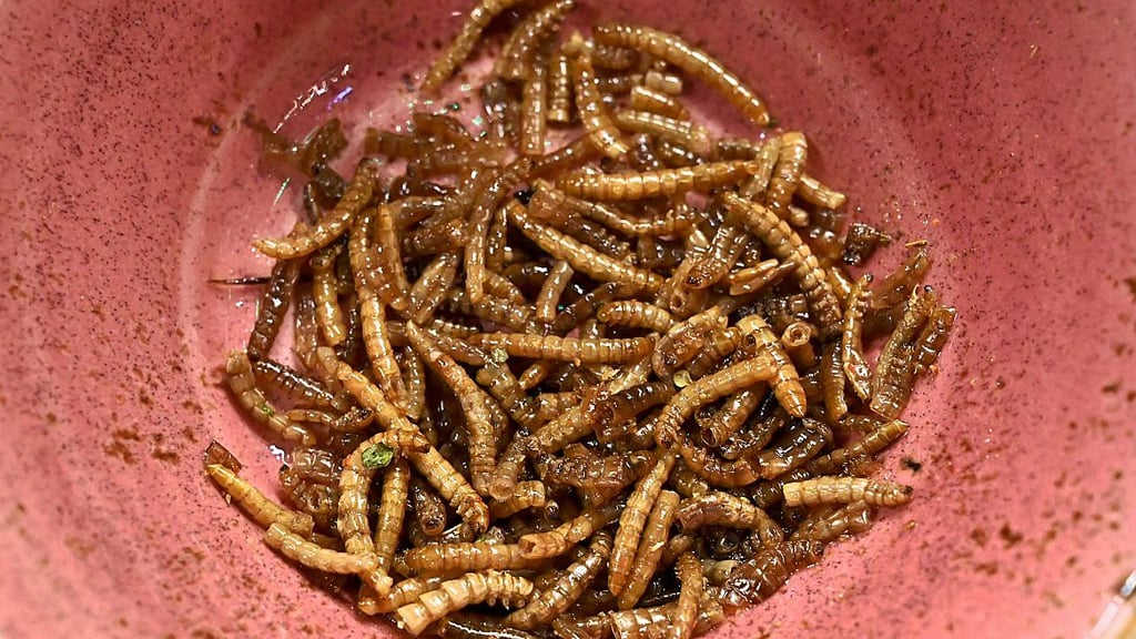 Heuschrecken oder Käferlarven kommen auch in manchen Restaurants in Sachsen-Anhalt auf den Teller – wie hier im Magdeburger Espitas.