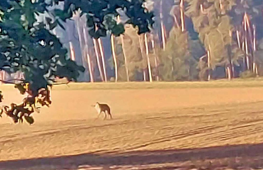 Dieser Wolf wurde bei Parchau fotografiert.