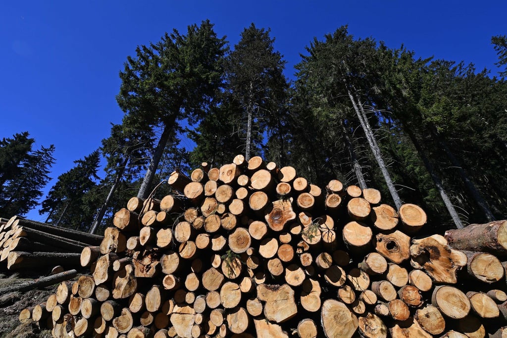 Baumstämme liegen in Oberhof am Waldrand.