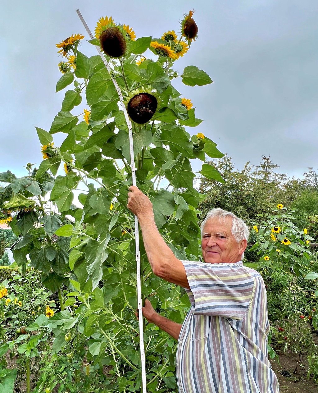Walter Sperling und seine riesige Sonnenblume in seinem Garten in Neugattersleben.