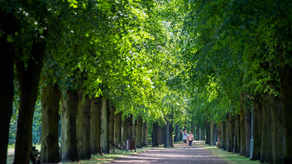 Der Stadtpark Rotehorn auf der innerstädtischen Halbinsel ist die grüne Ader Magdeburgs.