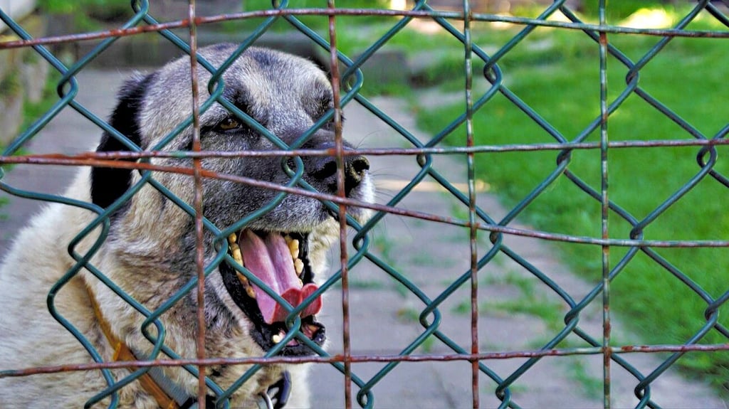 Kangal-Rüde Bato lebt seit rund sieben Jahren im Tierheim Aschersleben. Als Herdenschutzhund hat er einen starken Beschützerinstinkt und ist nur etwas für sehr erfahrene Hundehalter.