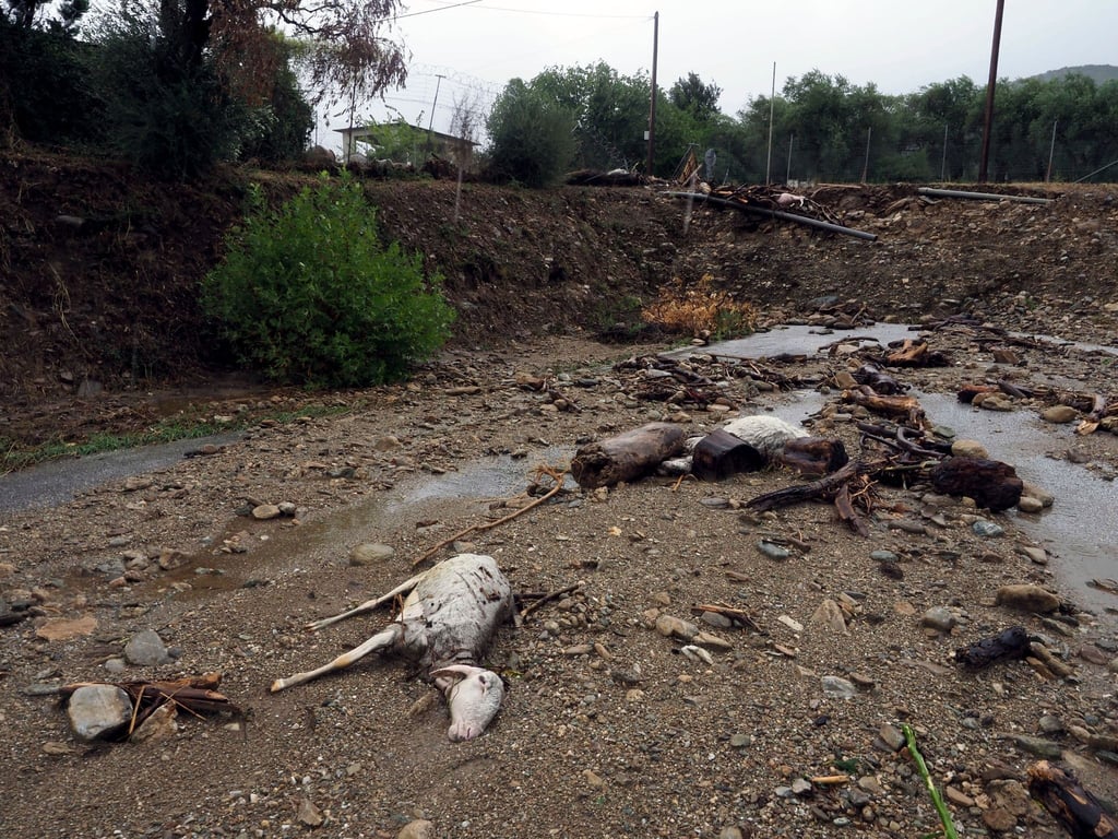 Tote Tiere liegen in Volos in Mittelgriechenland nach schweren Regenfällen im Schlamm.