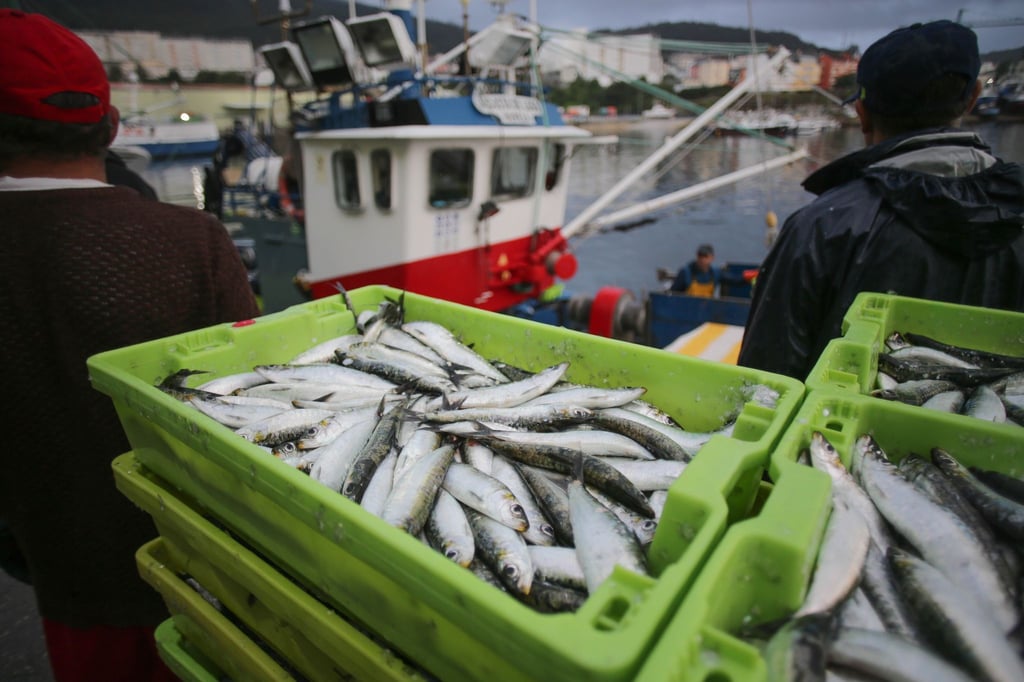 Kisten mit Sardinen.