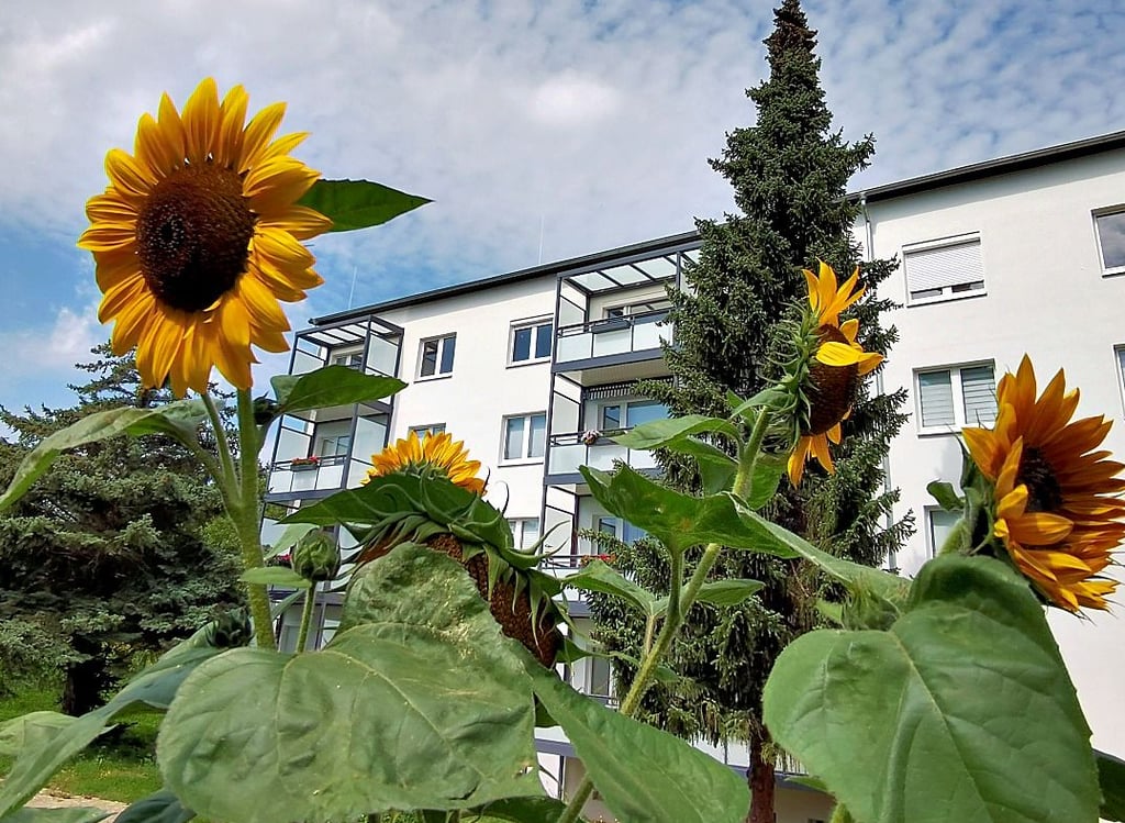 Diese Sonnenblumen stehen exemplarisch für die aktuellen Initiativen für ein aufblühendes Wohngebiet Regenstein. Dort findet erstmals ein Nachbarschaftsfest statt.