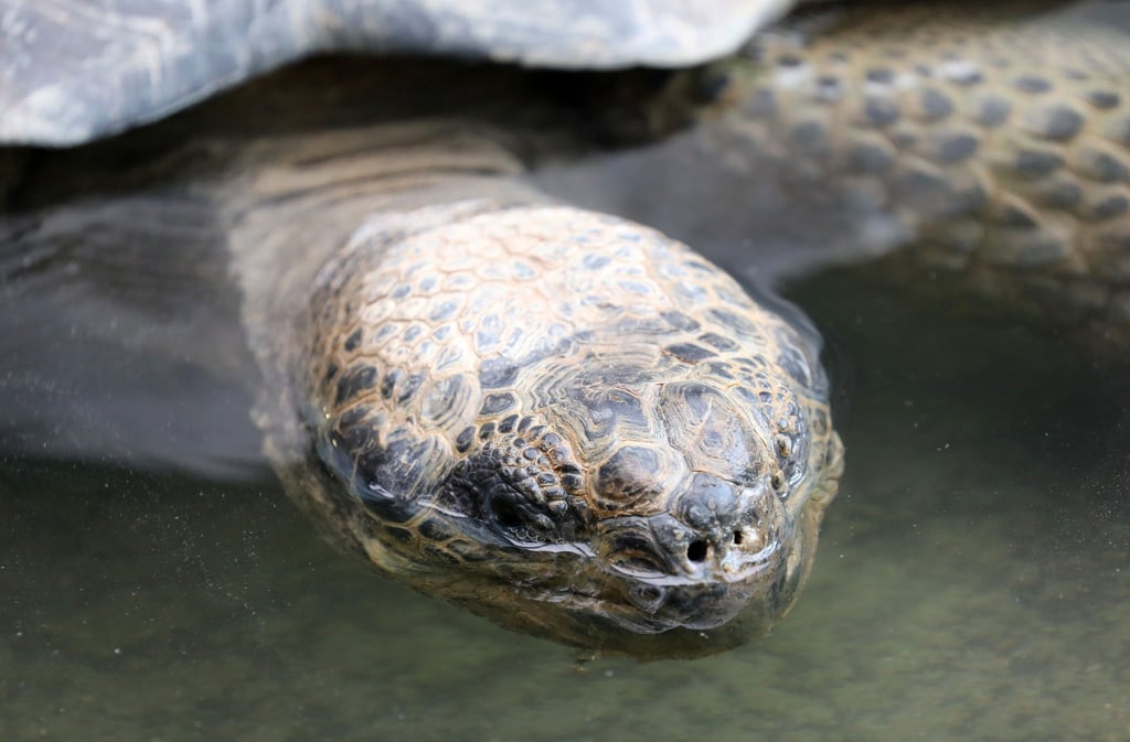 Eine Galapagos-Riesenschildkröte schwimmt in ihrem Becken in einem Tierpark.