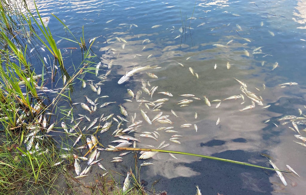 Am Ufer des Parchauer Sees werden massenhaft tote Fische angeschwemmt.