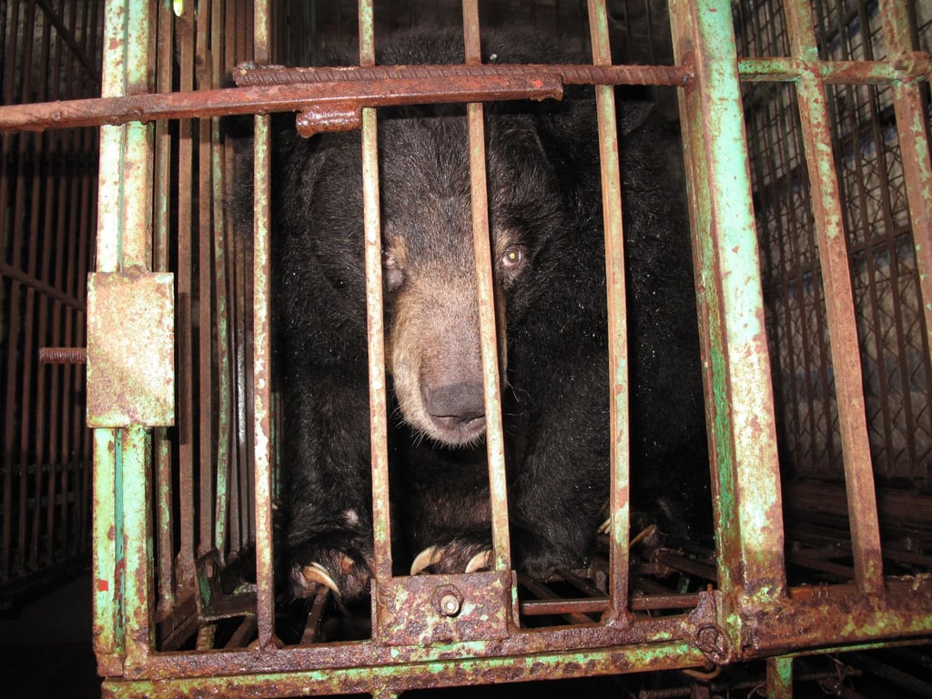 Gefangen: Ein asiatischer Schwarzbär in einem engen Metallkäfig auf einer Bärengallefarm.