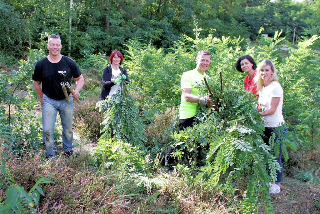 Mitarbeiter der Anhalt-Bitterfelder Kreisverwaltung und Landrat Andy Grabner (l.) beim Engagementtag des Vereins Dübener Heide auf Heidekrautfläche in Schlaitz
