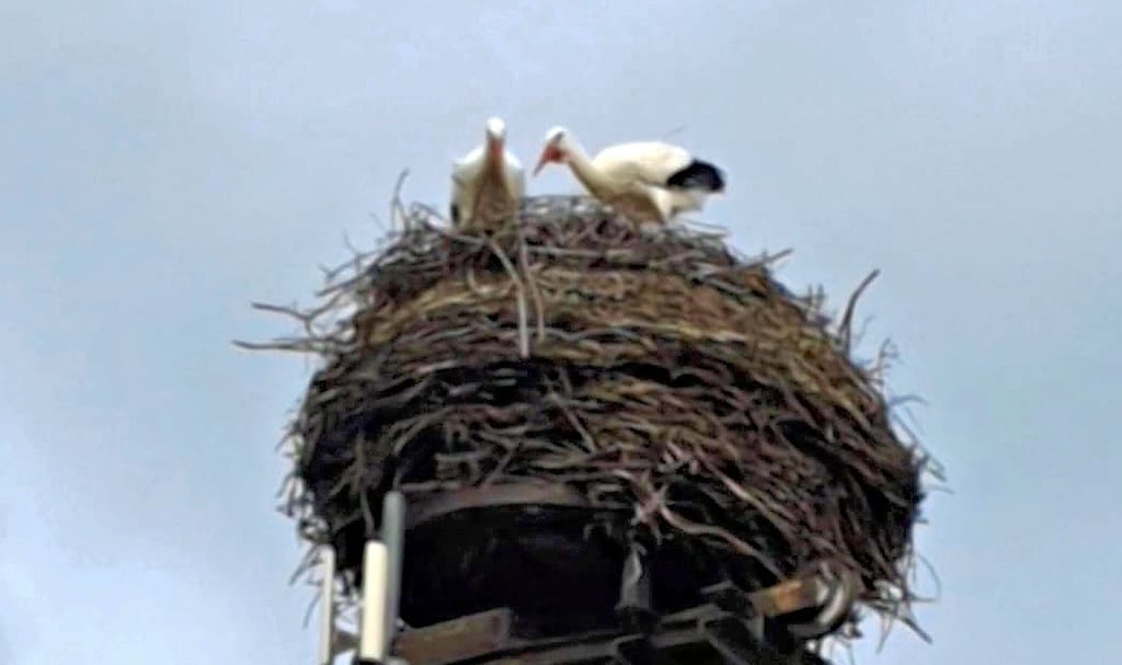 Der Darnebecker Storch hat in diesem Jahr mit einer neuen Partnerin für Nachwuchs gesorgt. Seine Ex kam zu spät im Nest an.