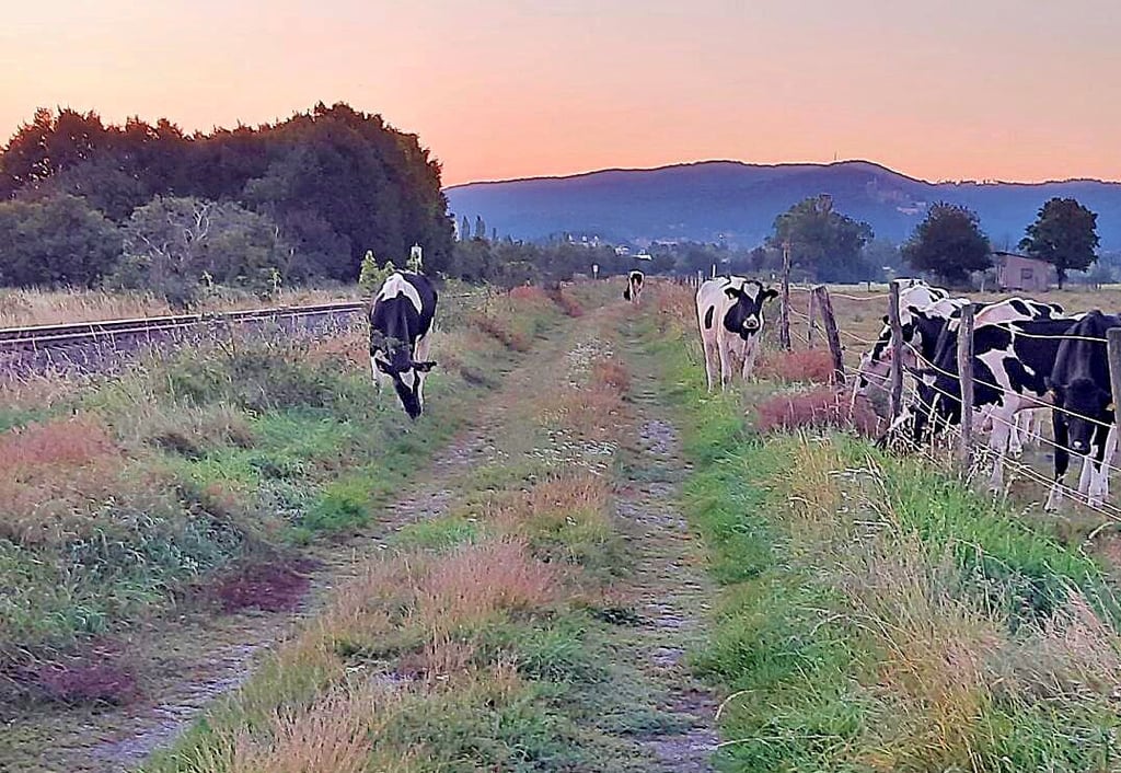 In den frühen Morgenstunden des 8. September hielten sich die Tiere an der Bahnlinie nach Ilsenburg auf.