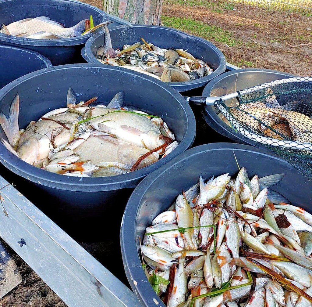 Tausende tote Fische holten die Vereinsmitglieder aus dem See.