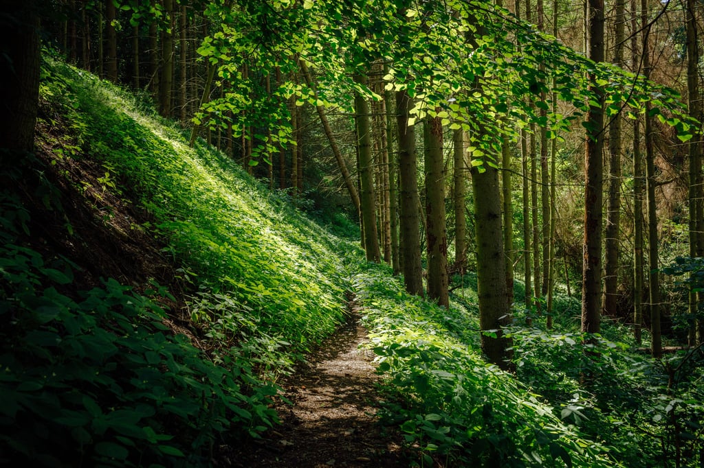 Symbolfoto - Anlässlich des 31. Thüringer Wandertages 2023, der in Ilfeld stattfindet, wird dem Karstwanderweg erneut das Gütesiegel des Deutschen Wanderverbandes verliehen.