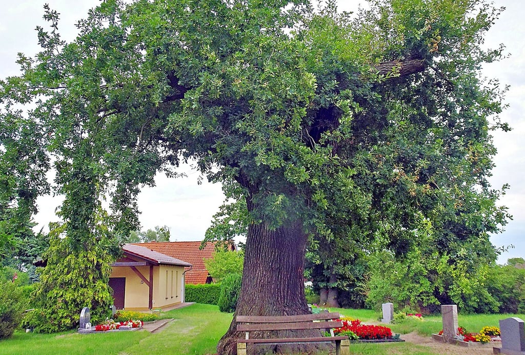 Der Baum auf dem Kakauer Friedhof