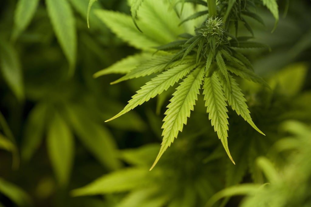 Symbolfoto - Ermittler haben in Molmerswende Cannabis entdeckt.