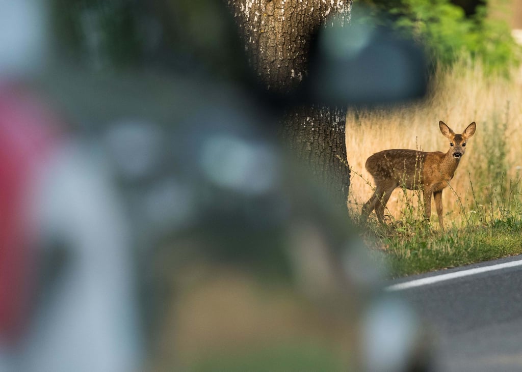Warnung vor Wildwechsel: Im Herbst ist besondere Vorsicht geboten, vor allem in der Dämmerung.
