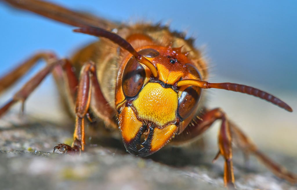 Hornissen zählen zu den besonders geschützten Arten, weshalb ihre Nester nicht einfach so entfernt werden dürfen.