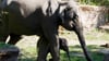 Die Elefanten Rani und Savani (hinten) laufen im Zoo.