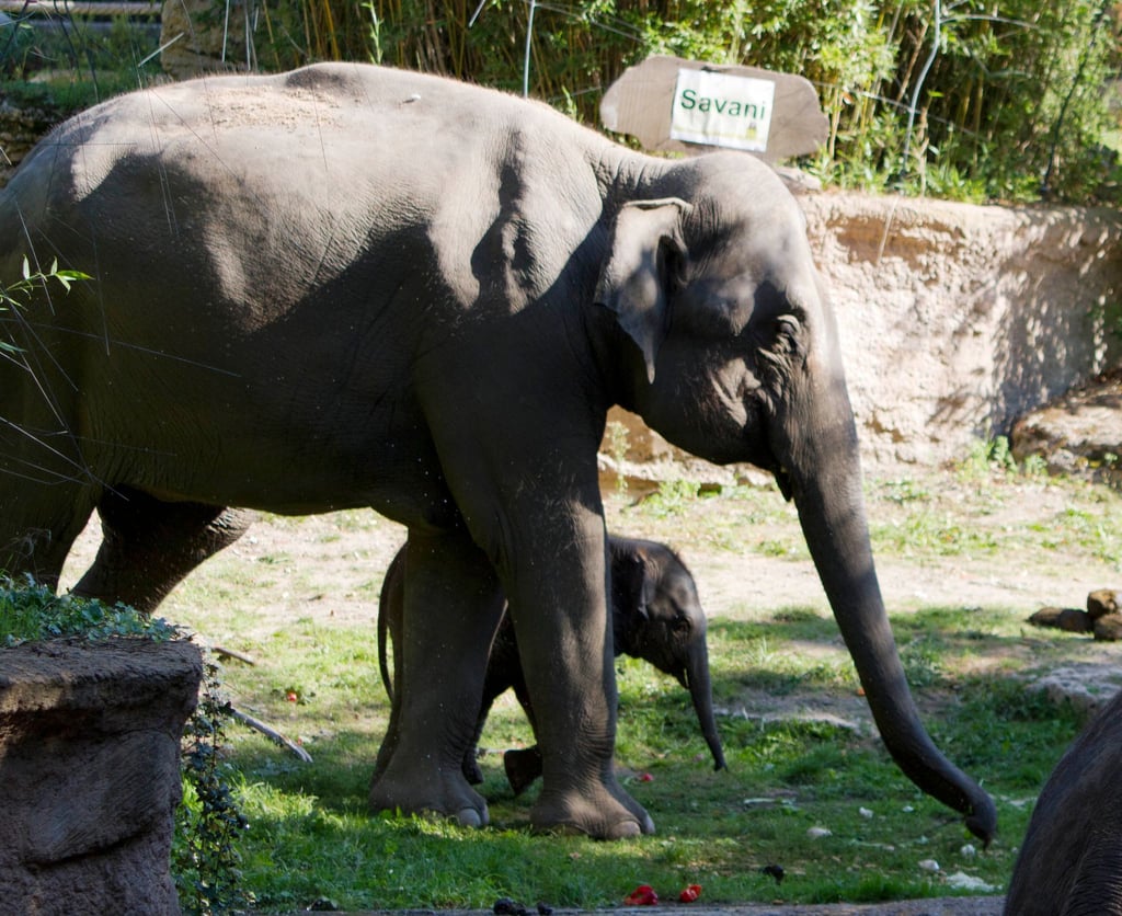 Die Elefanten Rani und Savani (hinten) laufen im Zoo.