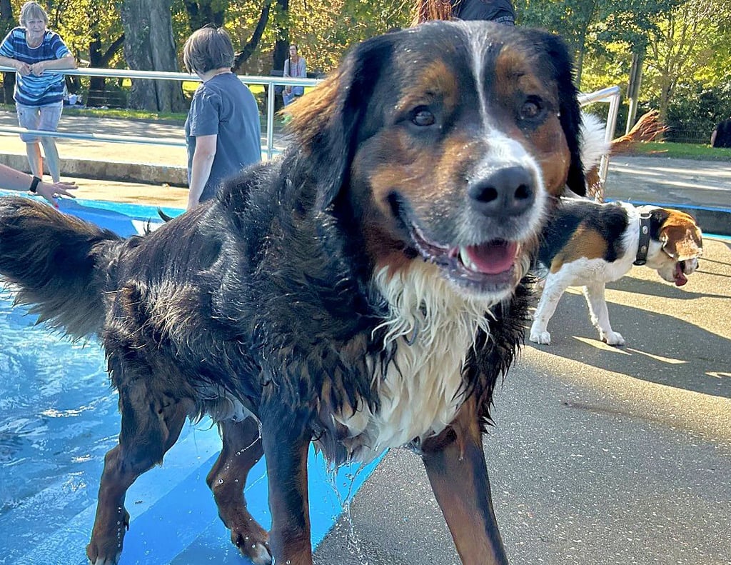 Die nassen Hunde im Magdeburger Carl-Miller-Bad sind ganz neugierig, was es mit der Kamera am Beckenrand auf sich hat.