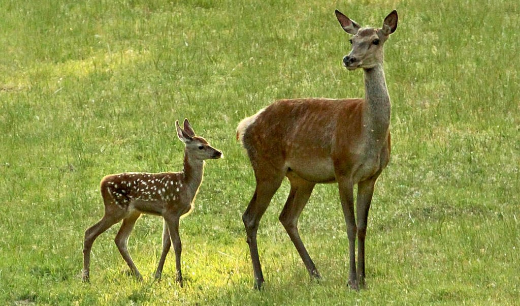 Forschende der Hochschule für nachhaltige Entwicklung Eberswalde haben die Wechselwirkungen von extensiver Beweidung mit Rotwild auf der DBU-Naturerbefläche Glücksburger Heide untersucht.