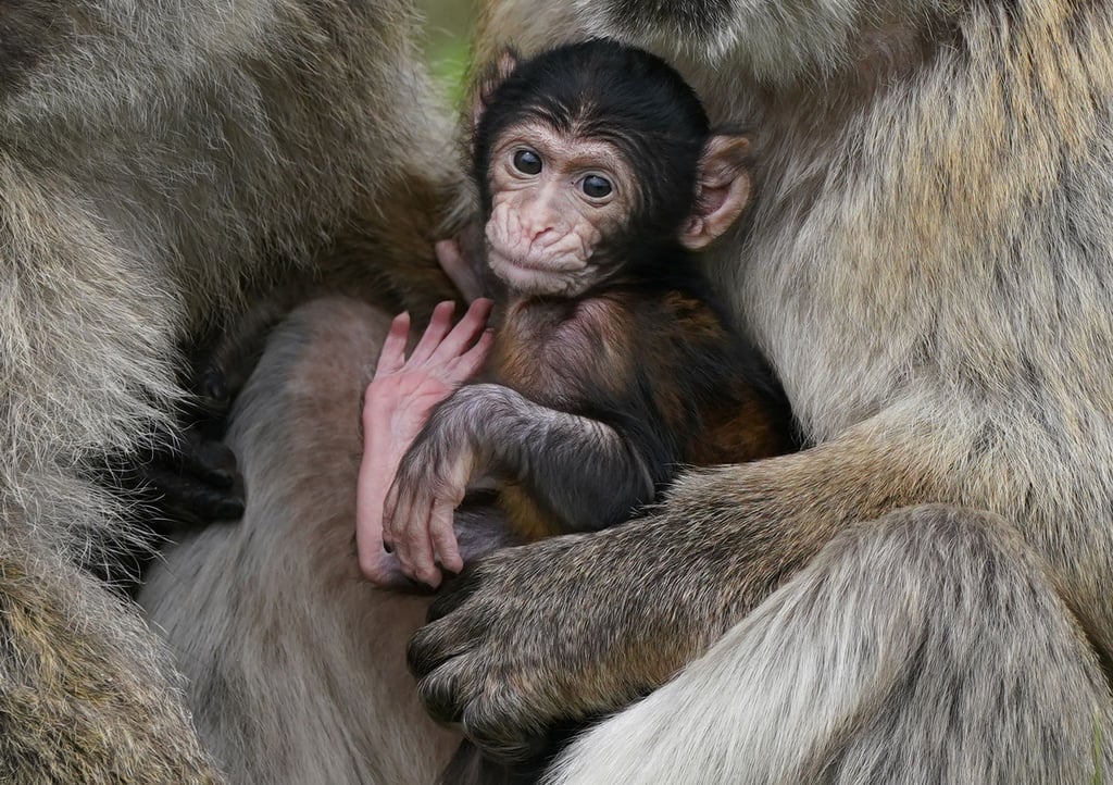 Makaken-Nachwuchs in einem britischen Zoo. Videos von Makaken, die wie Menschenkinder dargestellt werden, sorgen bei Facebook, Instagram, TikTok und YouTube für viele Likes - doch für die Tiere ist das oft eine Tortur.