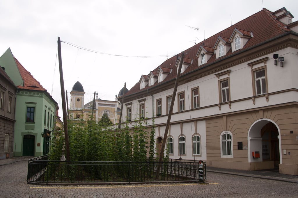 Selbst mitten in Zatec wächst ein kleines Hopfenfeld (Archivbild).