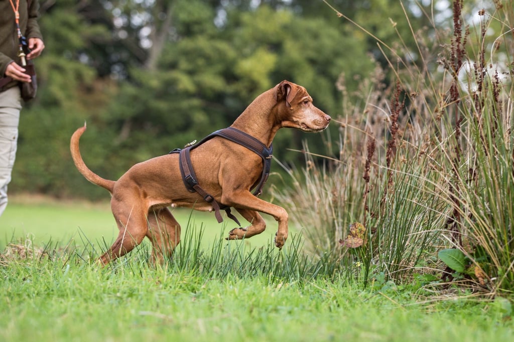 Kurz nicht hingeguckt, schon ist er weg: Jagdhunde überlegen nicht lange.