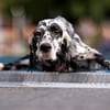 Splash &amp; Fun: Wenn Magdeburgs Hunde das Schwimmbad stürmen.
