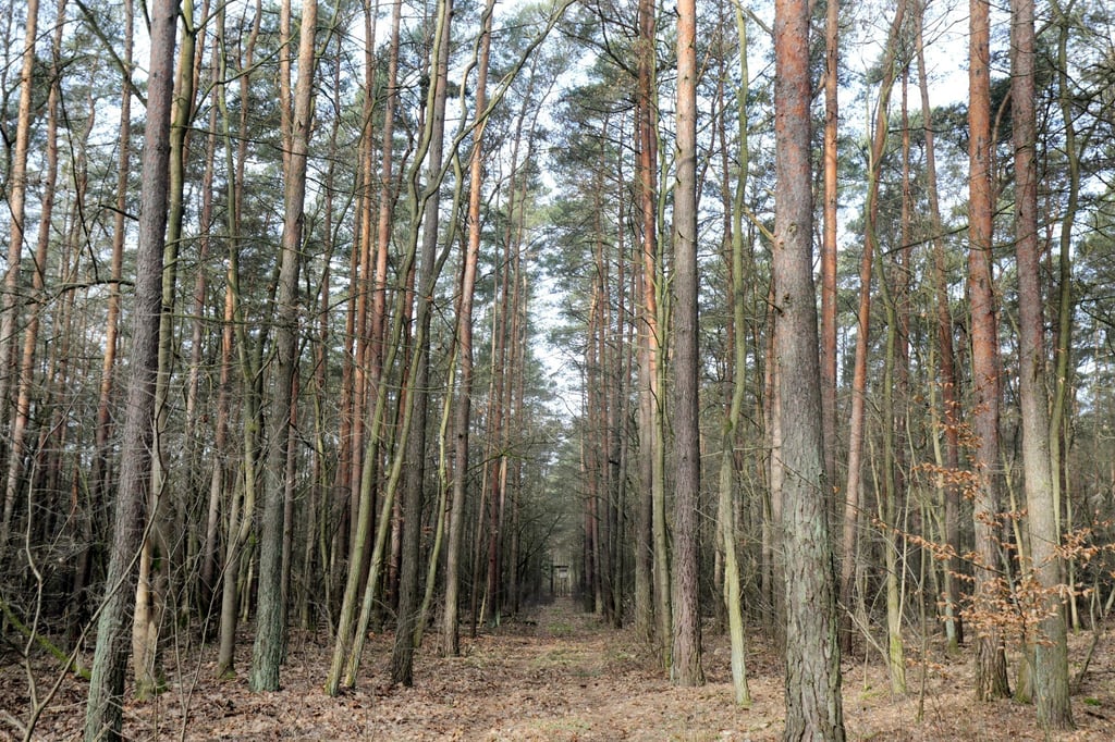 Mischbestand aus Kiefern, Buchen und Eichen stehen im Revier Müggelsee im Bezirk Köpenick.