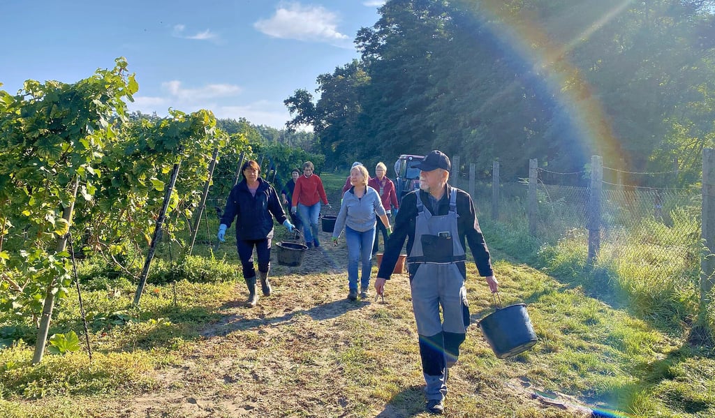 Auf in die nächsten Reihen: Rund 60 Helfer folgten der Aufforderung zur Weinlese auf der Katzenzehe in Kleindröben.