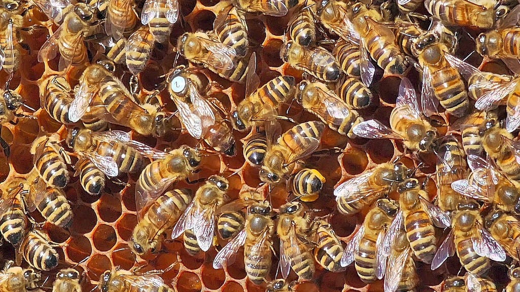 Eine Anfüherin mitten im Gewusel: Die Königin ist mit einem weißen Klebchen markiert.