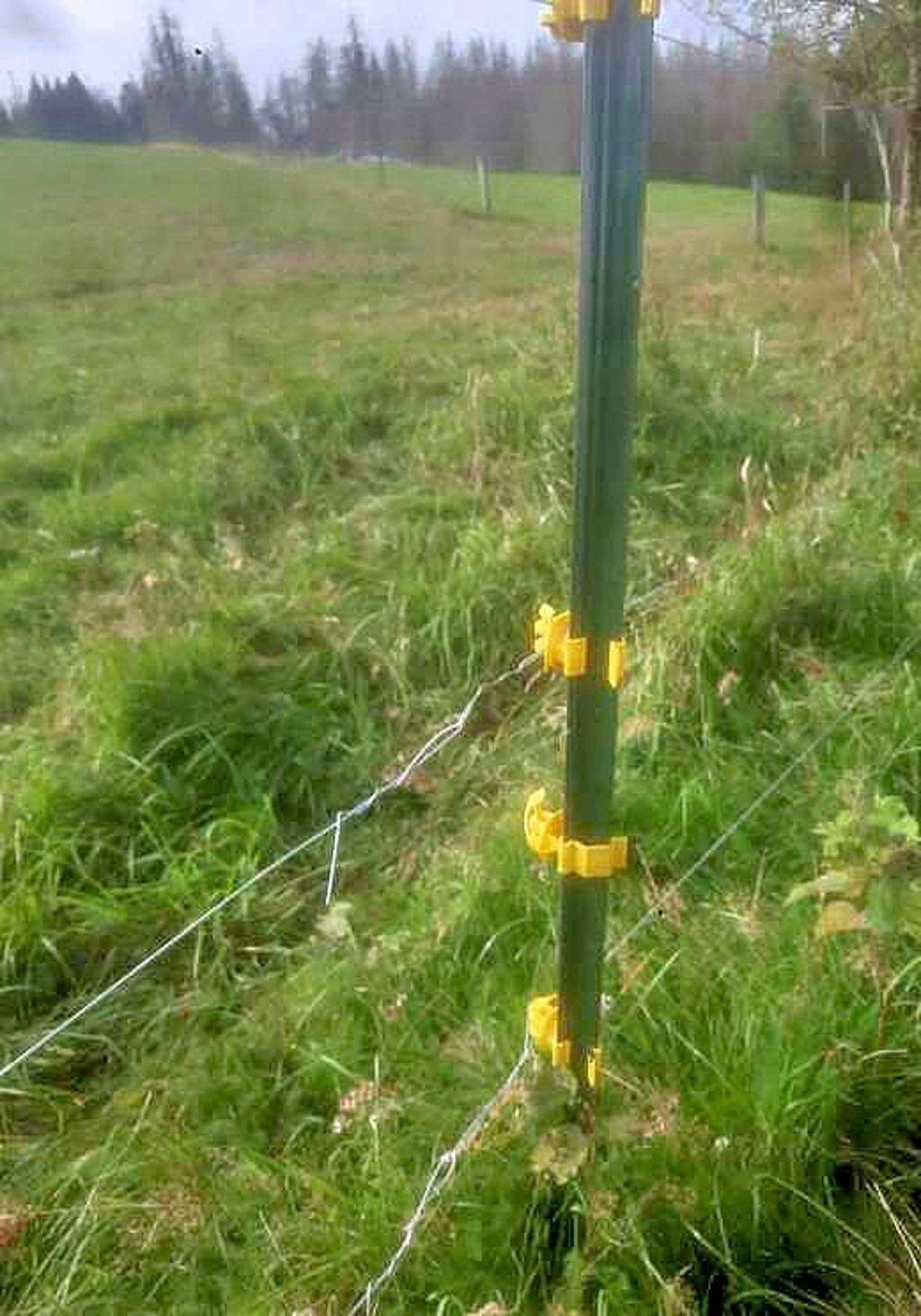 Die Elektrozäune auf der Weide bei Tanne sind durchgeschnitten worden.