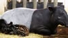 Im Zoo Leipzig ist am Wochenende ein Schabrackentapir zur Welt gekommen.