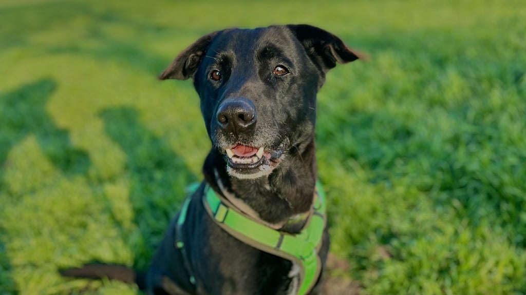 Atschi, ein 2018 geborener Labrador, geht es sehr schlecht. Er lebt im Tierheim Stendal-Borstel und benötigt dringend ein MRT.