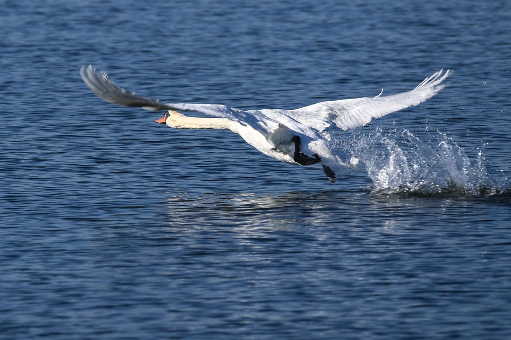 Ein Schwan startet aus dem Wasser.