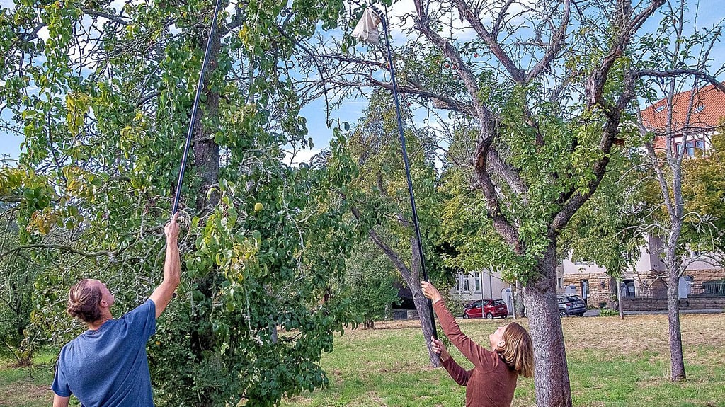 Nachhaltigkeitsmanagerin Claudia Siebeck hilft beim Obstpflücken. Hier holt sie Birnen vom Baum. Auf der Plantage mitten in der Stadt stehen etwa 230 Obstbäume. Das Obst darf von jedermann gepflückt werden.