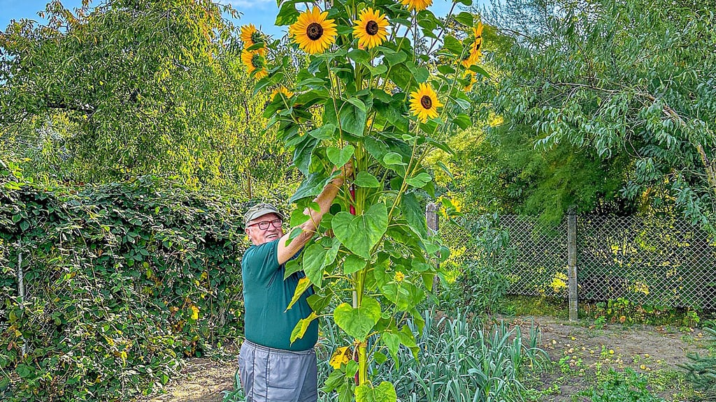 Die Riesen-Sonnenblume auf dem Grundstück von Hilmar Döbelt hat eine stattliche Größe: Zuletzt hat der Hobbygärtner eine Länge von 3,25 Metern gemessen.