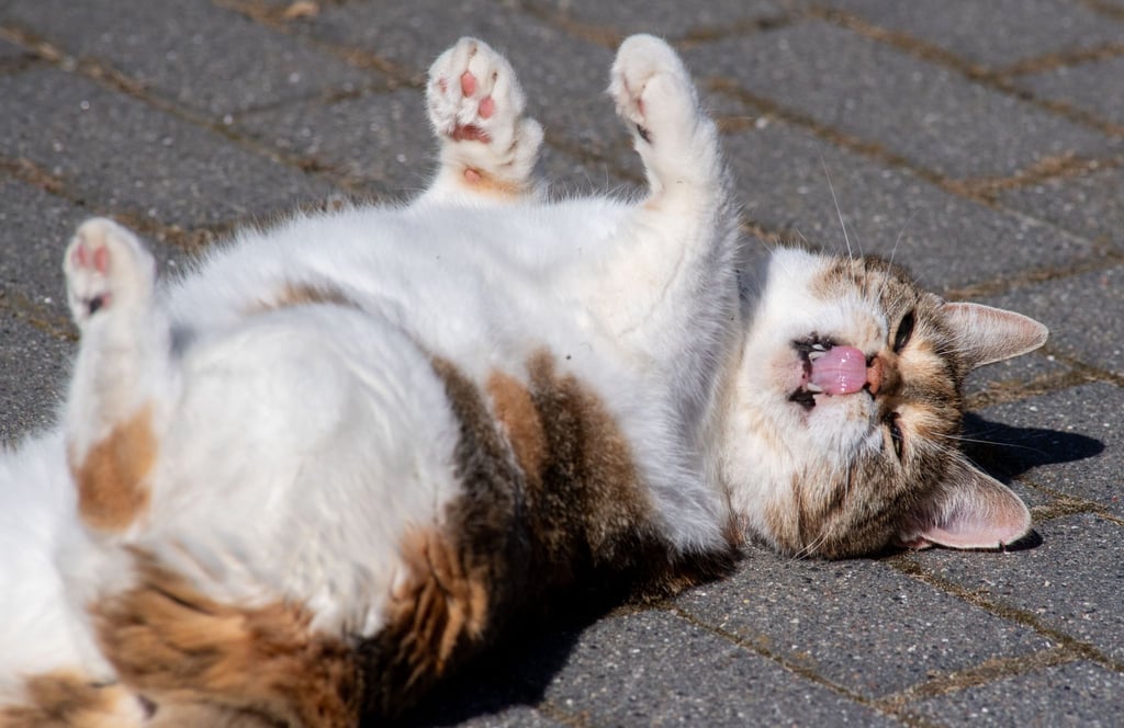 Eine Katze liegt in der Sonne.
