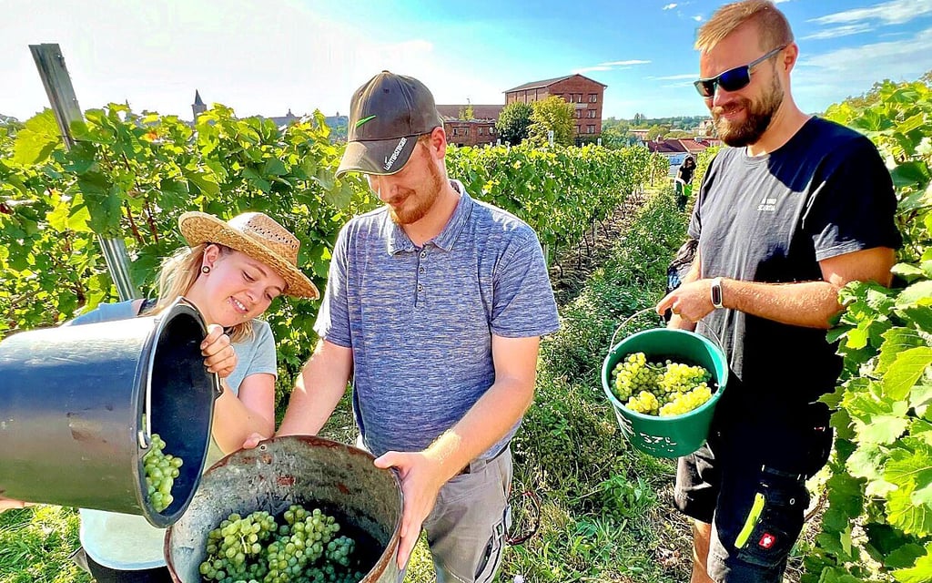 Marianne Zilske (von links), Lasse Grefermann und Andreas Severin helfen bei der Weinlese auf dem Weinberg in Waldau.