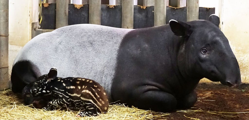 Im Leipziger Zoo ist am Wochenende ein kleiner Tapir zur Welt gekommen.