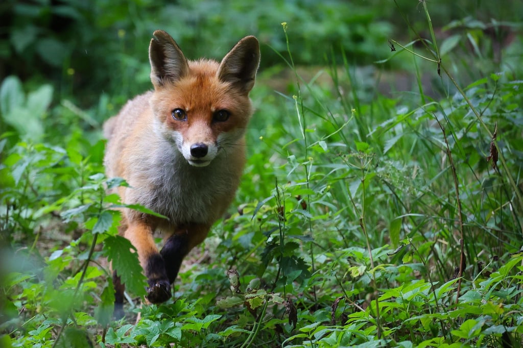 Eine Füchsin läuft durch ihr Gehege in einem Wildpark.