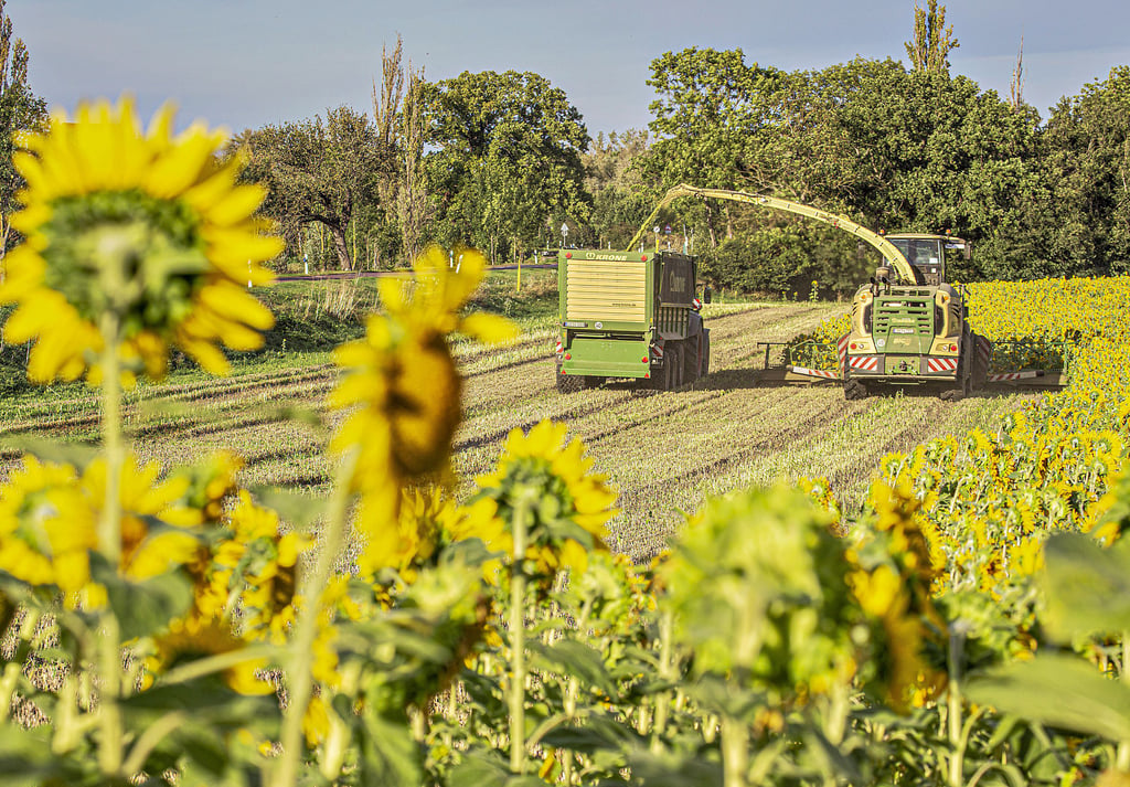 Sonnenblumenernte auf einem Feld in Altenburg. Das Häckselgut wird in einer Biogasanlage in Calbe zur Erzeugung von Strom und Wärme genutzt.