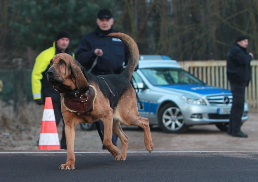 Ein Polizist und ein Fährtenhund: In Raba hat ein Fährtensuchhund einen alkoholisierten Autofahrer ausfindig gemacht, der nach einem Unfall geflohen war.