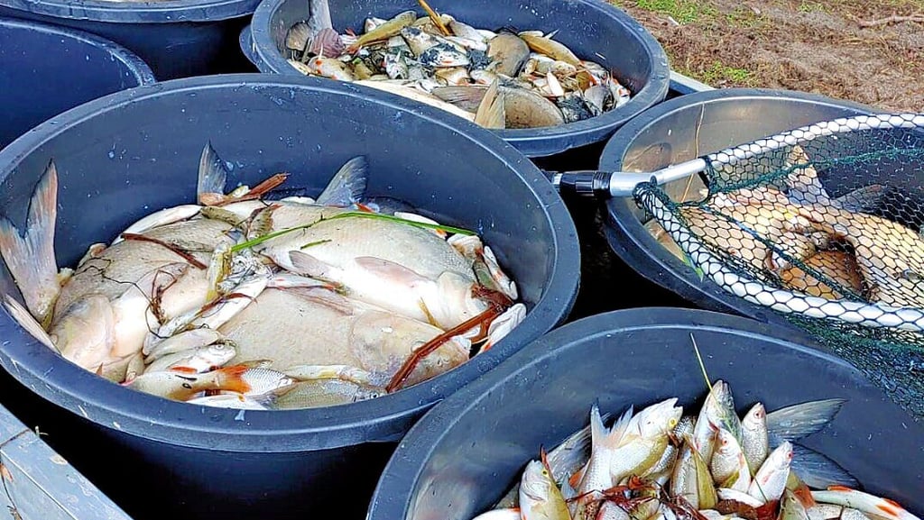 Ein Anblick, der bewegt: Etwa sechs Tonnen an toten Fischen mussten aus dem Parchauer See entsorgt werden.