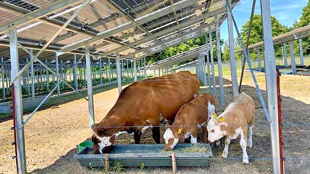 So wie hier Kühe sollen bei Roßdorf bald Schafe und Ziegen zwischen Solarmodulen weiden.