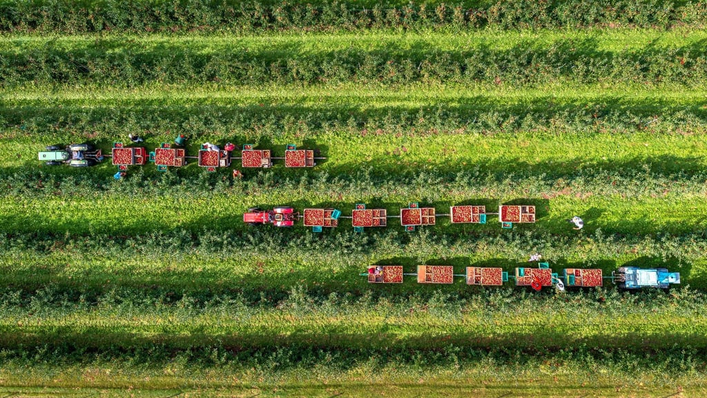 Auf einer Obstplantage im Alten Land werden Äpfel der Sorte „Red Jonaprince“ geerntet.