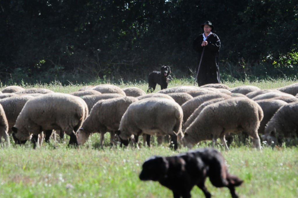 Ein Schäfer führt eine Schafherde durch einen Parcours beim Bundeshüten in Brambach (Sachsen-Anhalt).